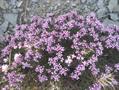 Acantholimon pterostegium